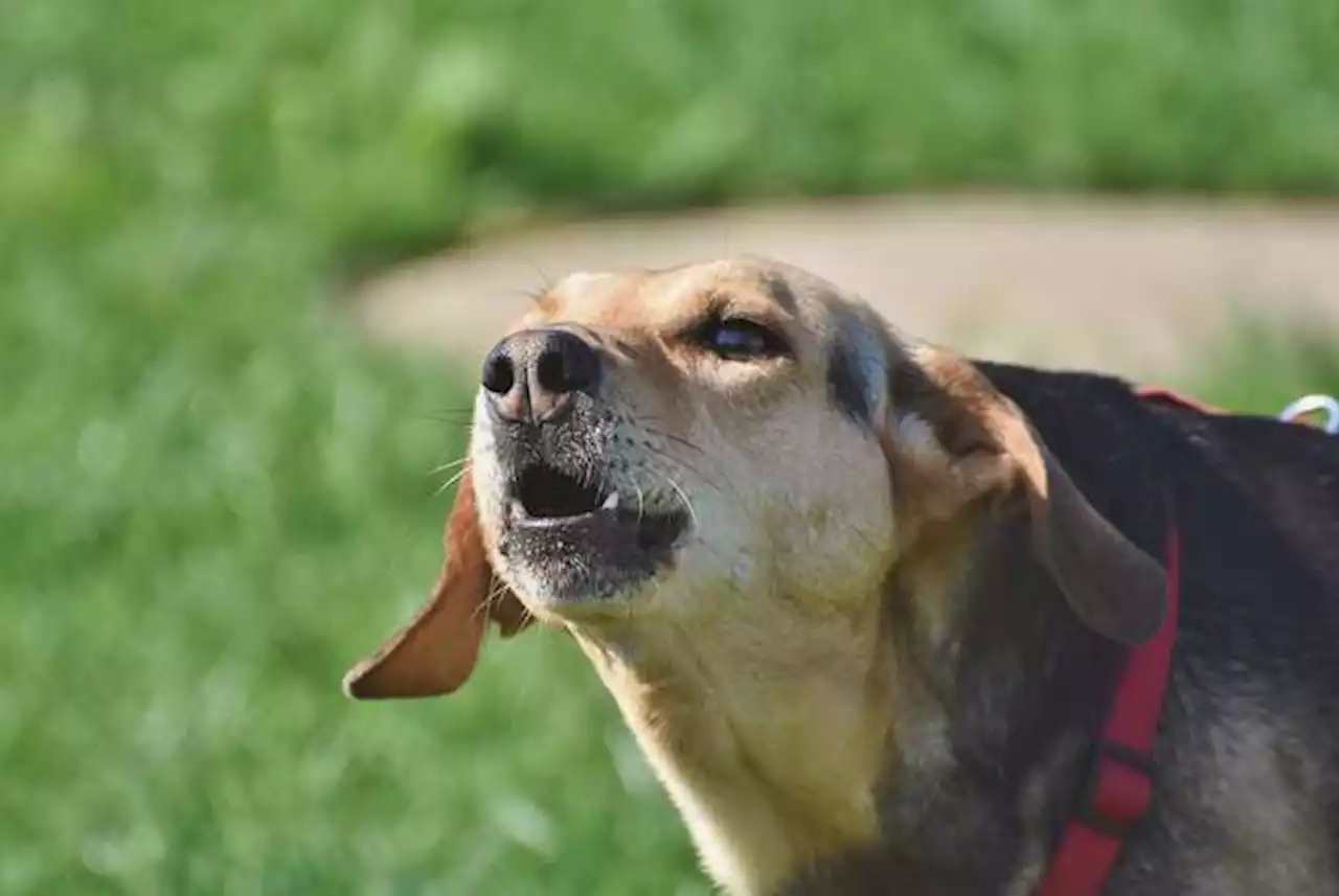 Estas son las razones por la que su perro lo persigue por toda la casa