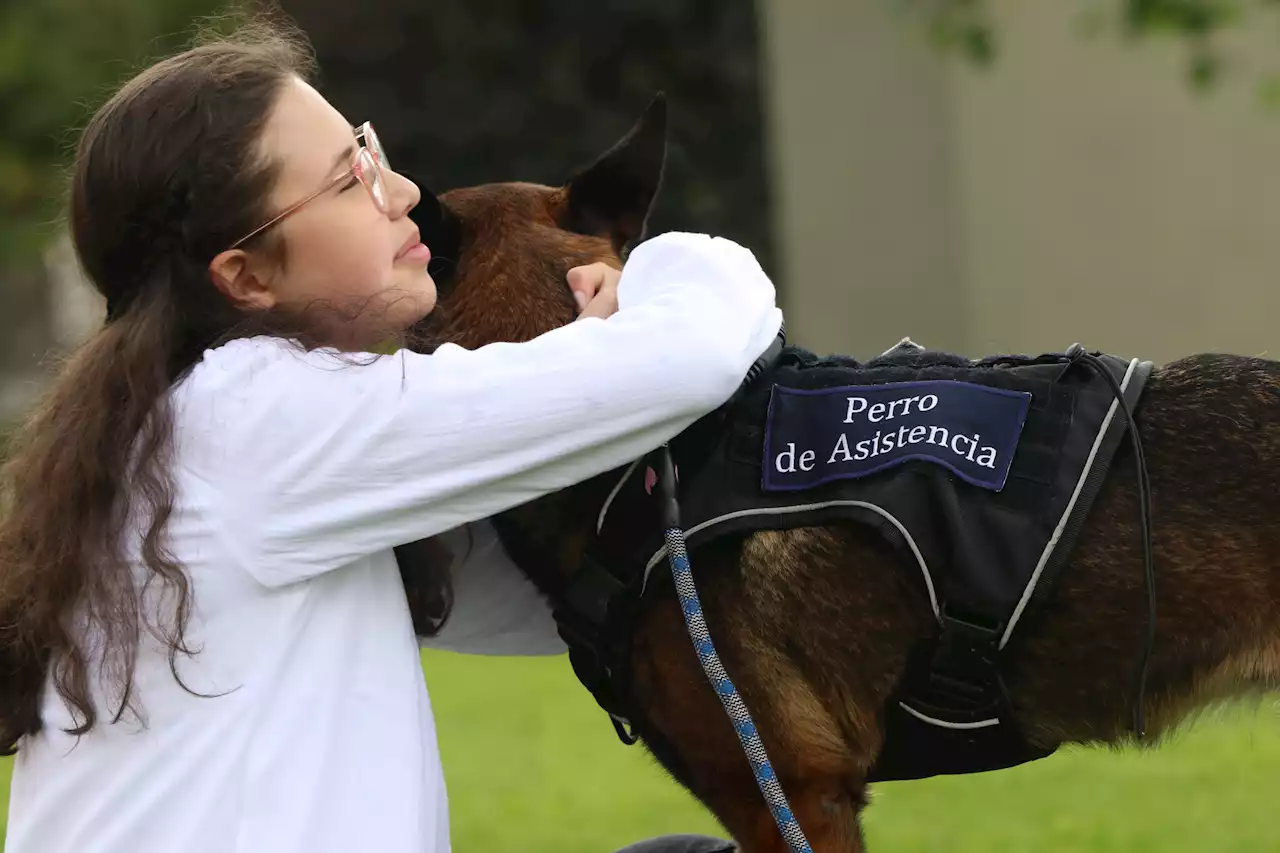 Estos son Ultra y Web, dos caninos de la FAC entrenados para apoyo emocional