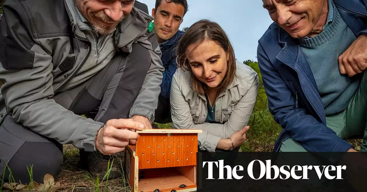 Field of fresh cow pats welcomes first dung beetles to be rewilded in France