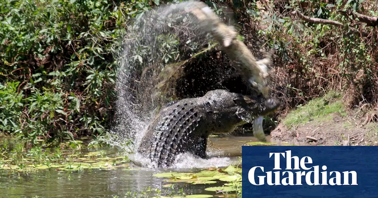 Queensland fisher missing after suspected crocodile attack