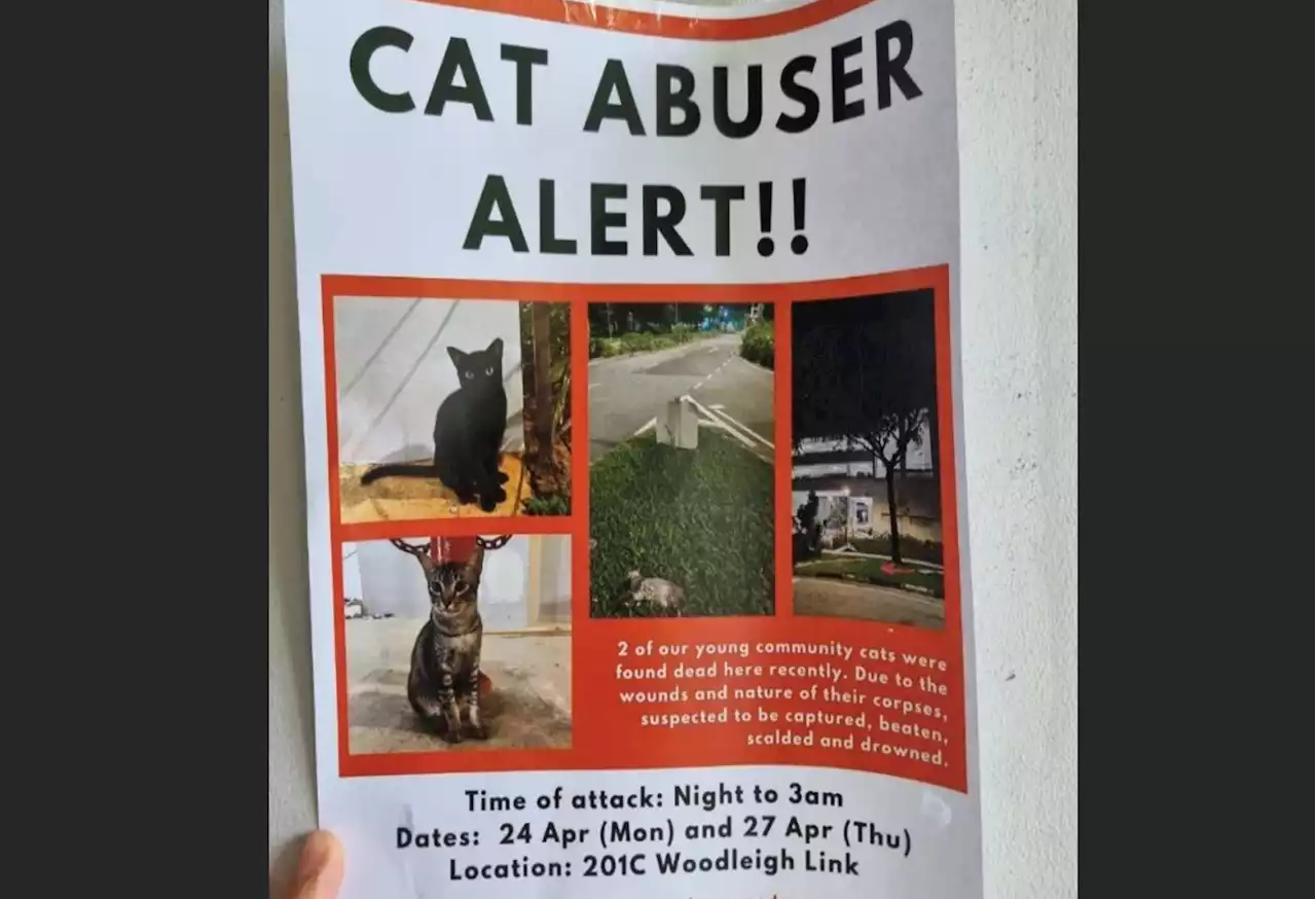 Alert issued after 2 community cats at Toa Payoh suspected to be ‘captured, beaten, scalded & drowned’ - Singapore News