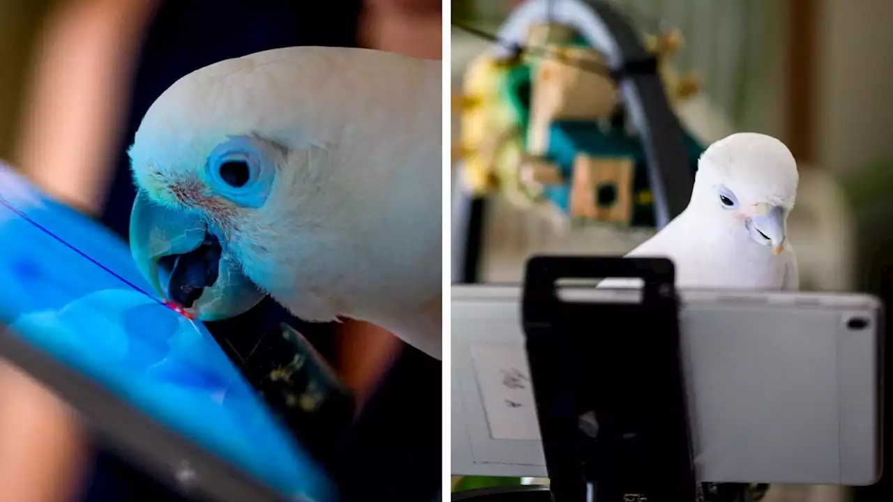 Squawk! You there? Pet parrots video call each other to elevate social lives