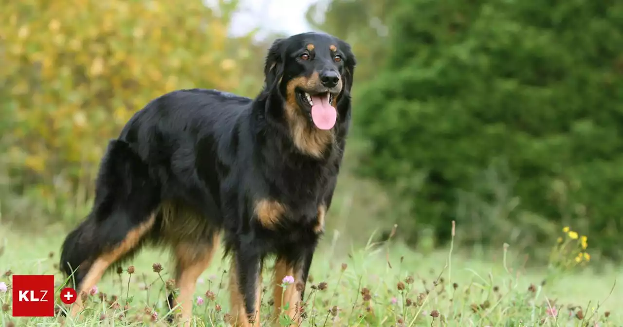 Hundeattacke in Seiersberg-Pirka: 'Ich habe um mein Leben gefürchtet' | Kleine Zeitung