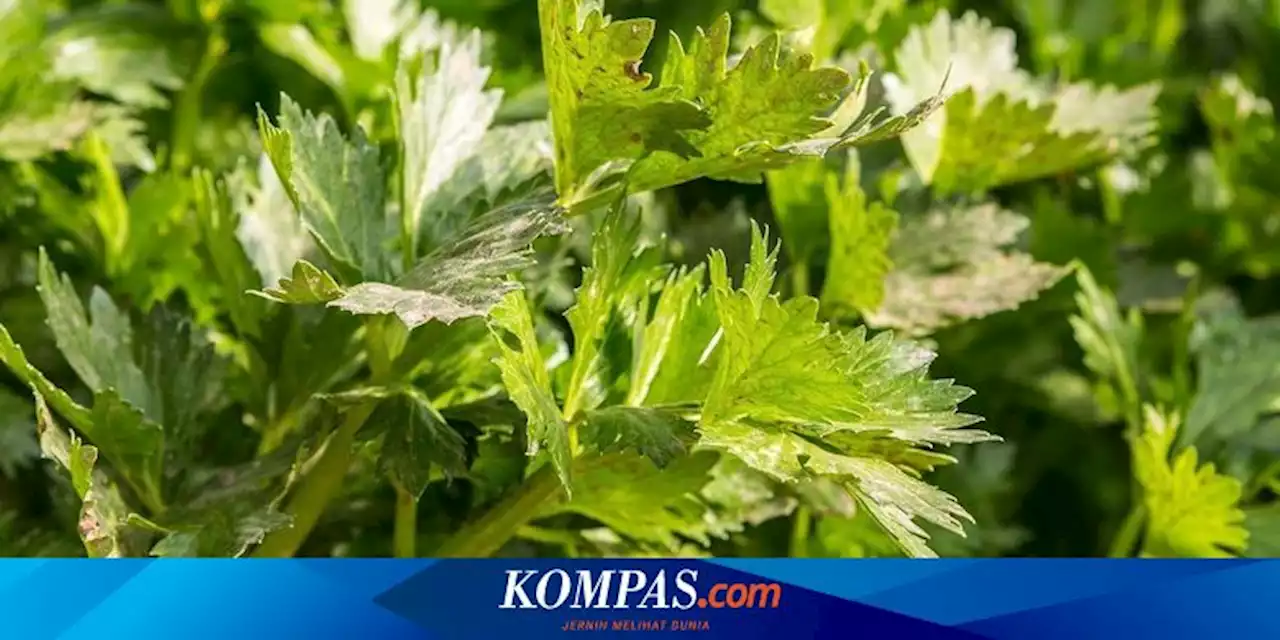 5 Macam Rempah yang Bisa Bantu Turunkan Hipertensi, Ada Biji Seledri