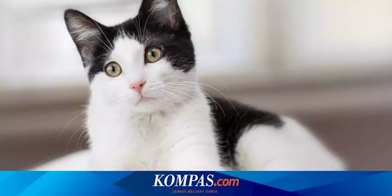 5 Rekomendasi Ras Kucing Hitam Putih untuk Dipelihara