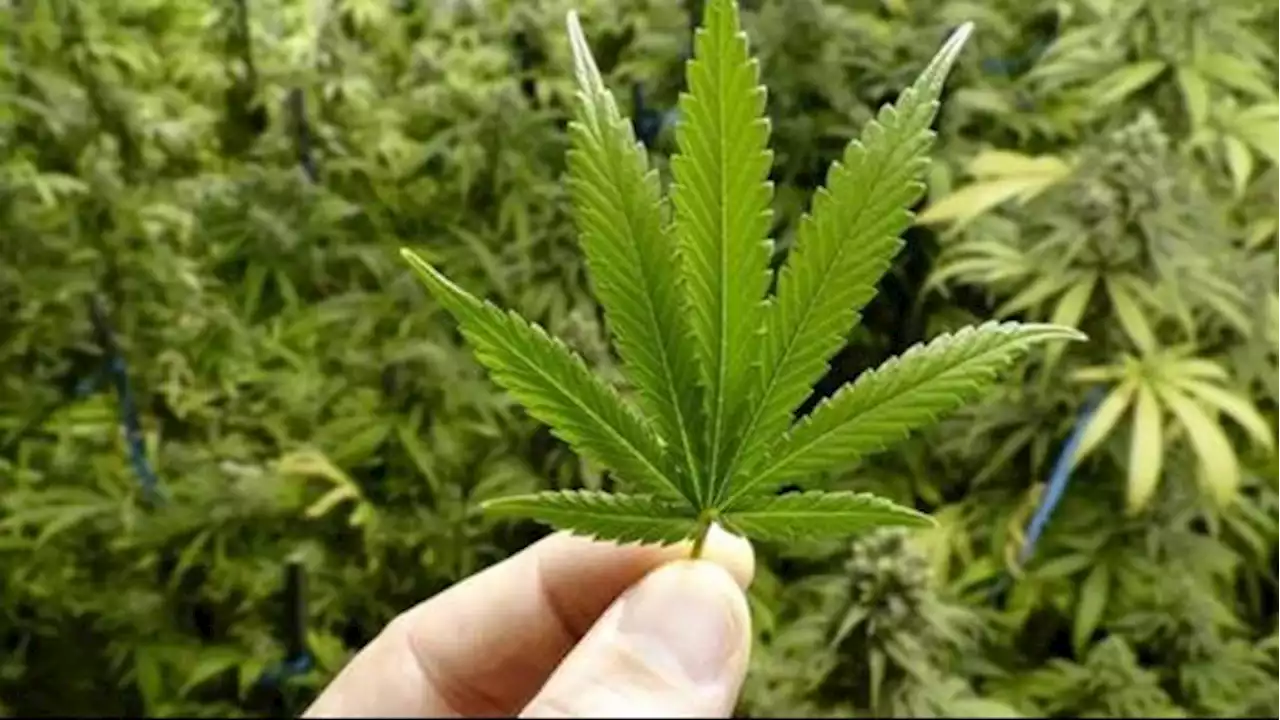 Petani Thailand Menyesal Bertani Ganja karena Harga Anjlok, Pilih Kembali Berkebun Semangka