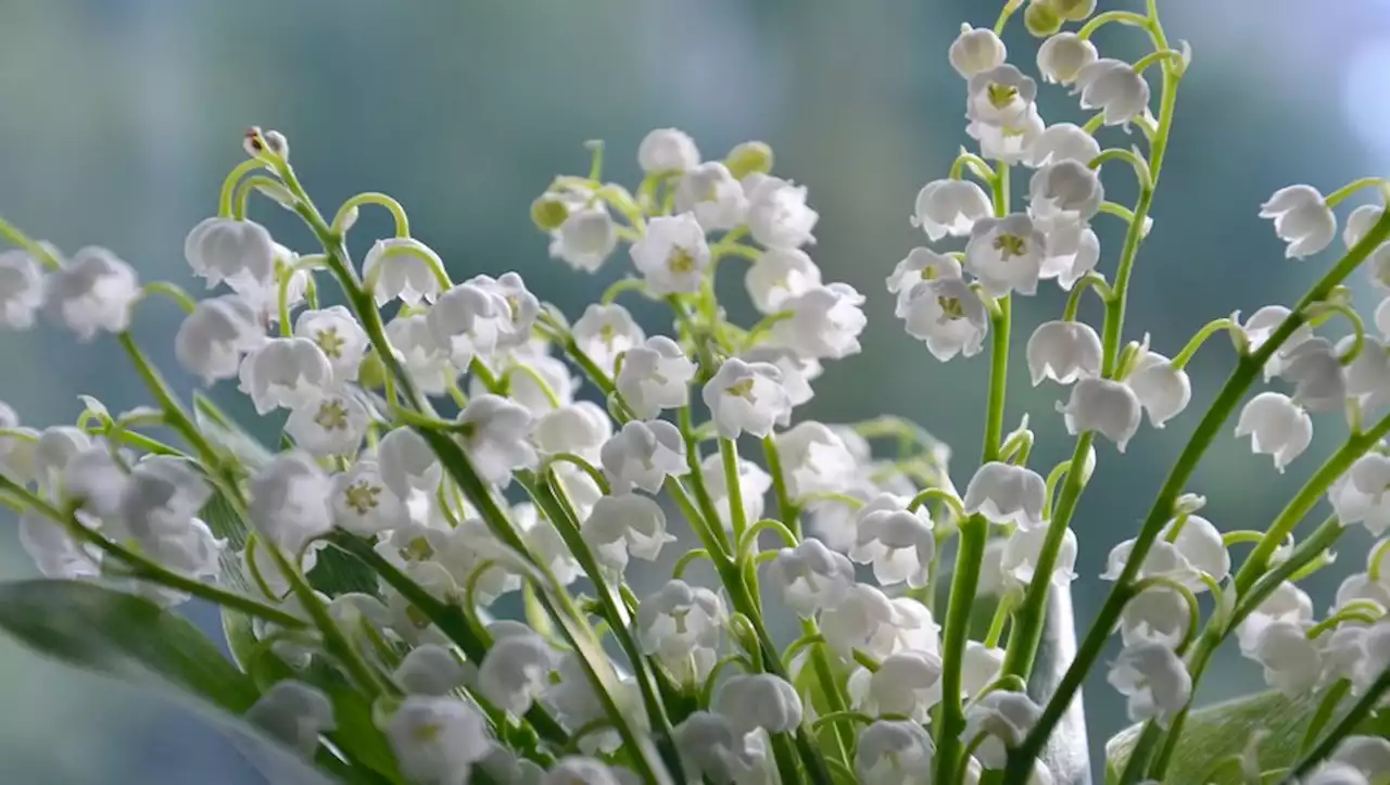 1er-Mai : pourquoi le brin de muguet va-t-il vous coûter plus cher cette année ?