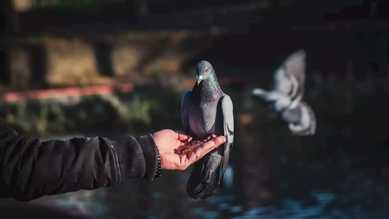 Un conflit entre éleveurs de pigeons voyageurs dégénère : quatre morts dans une fusillade au Portugal