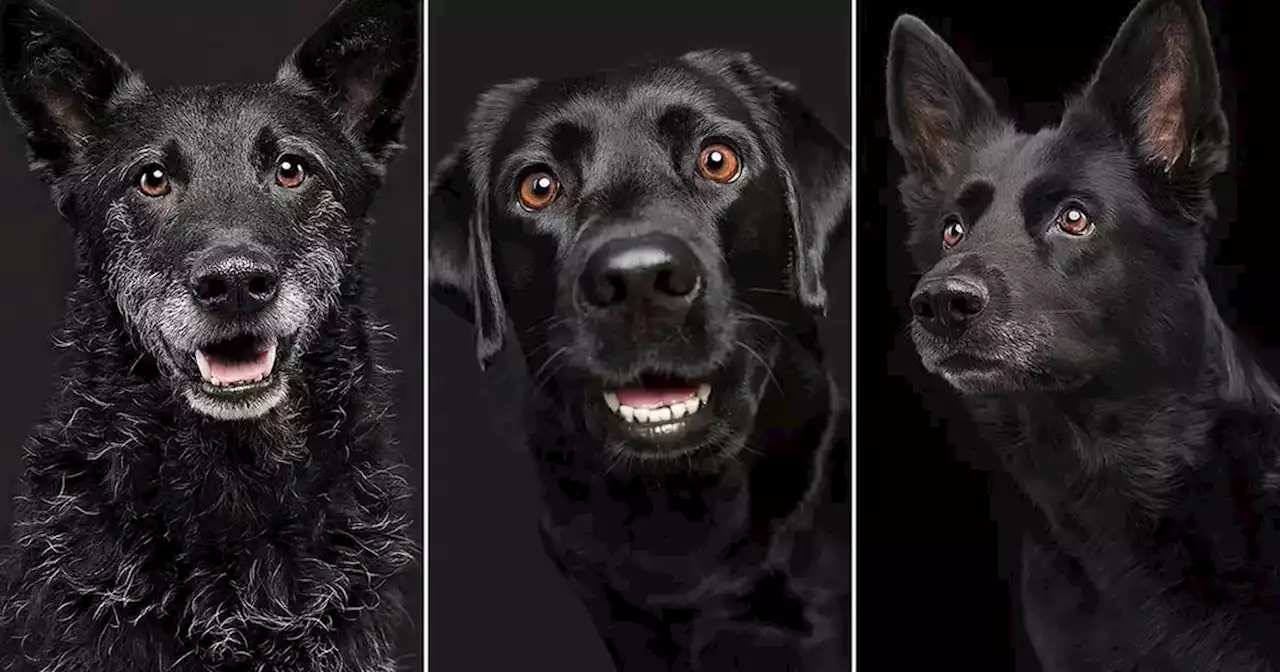 Se volvió viral fotografiando a perros negros y ahora ayuda a que sean adoptados | Viral | La Voz del Interior