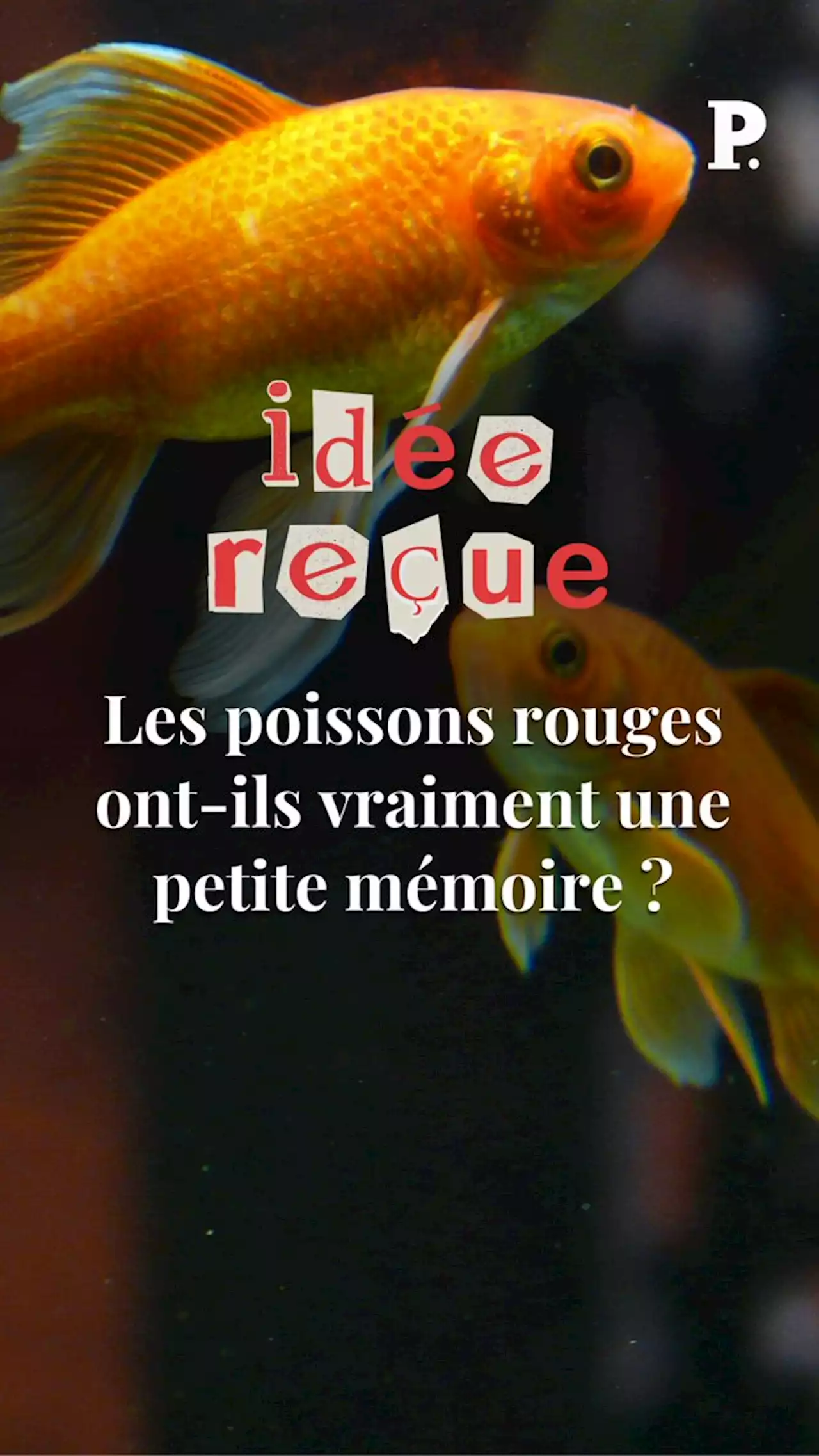 Les poissons rouges n’ont-ils (vraiment) pas de mémoire ?