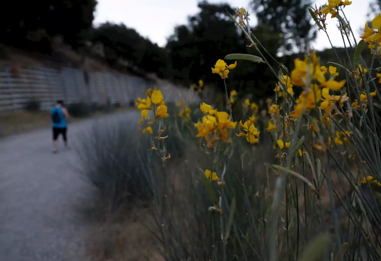 Los Gatos launches online form for litter, downed trees