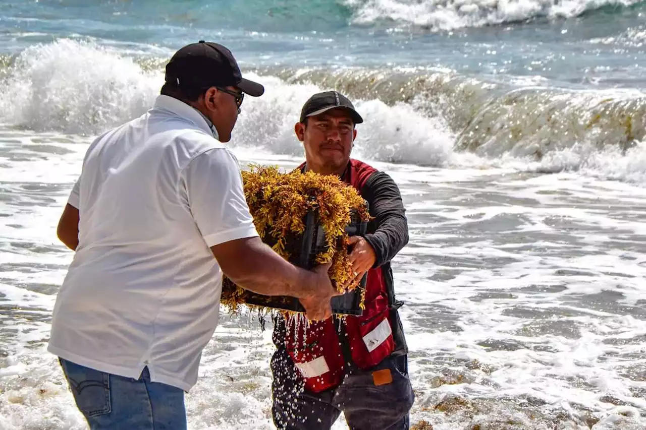 Suman mil 300 toneladas de sargazo recolectadas en Cancún