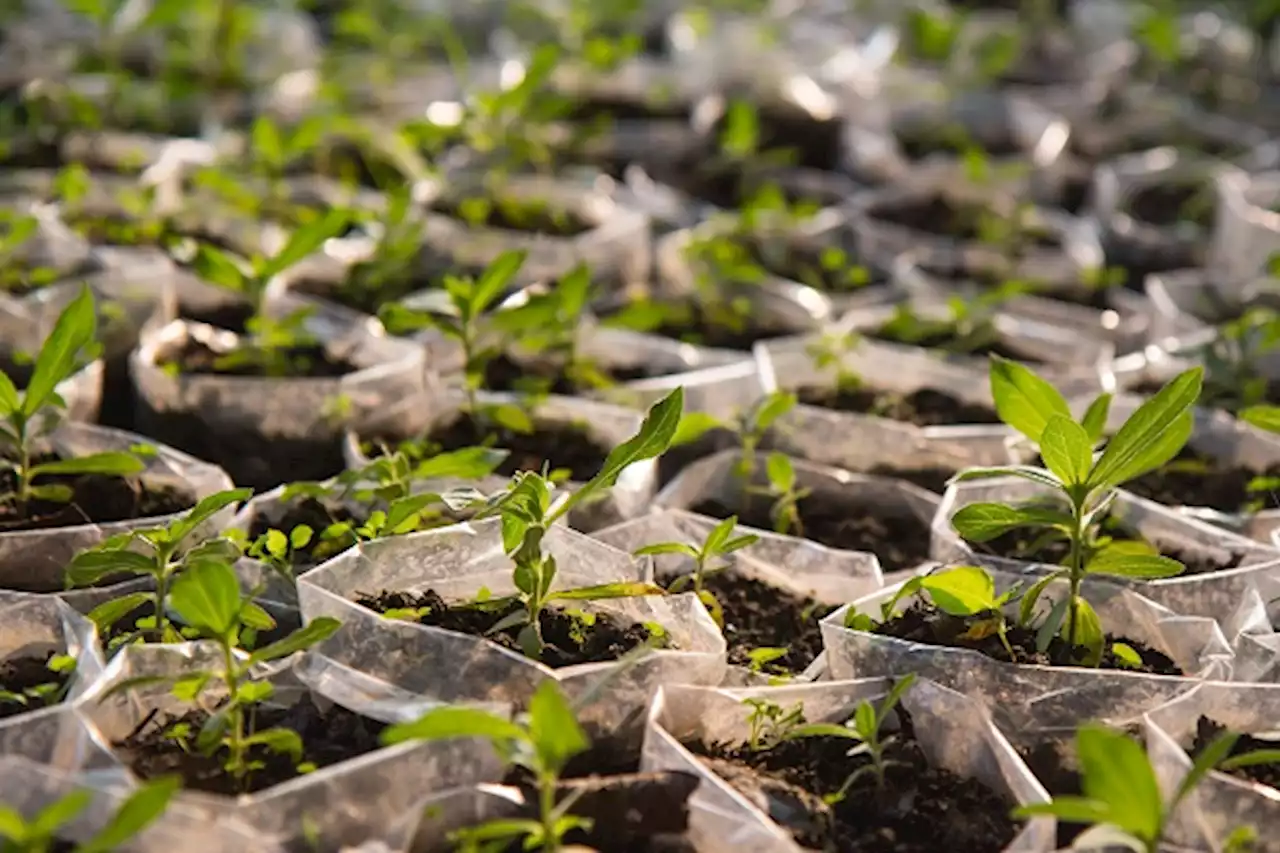 Ogun to plant one million trees in forest reserves