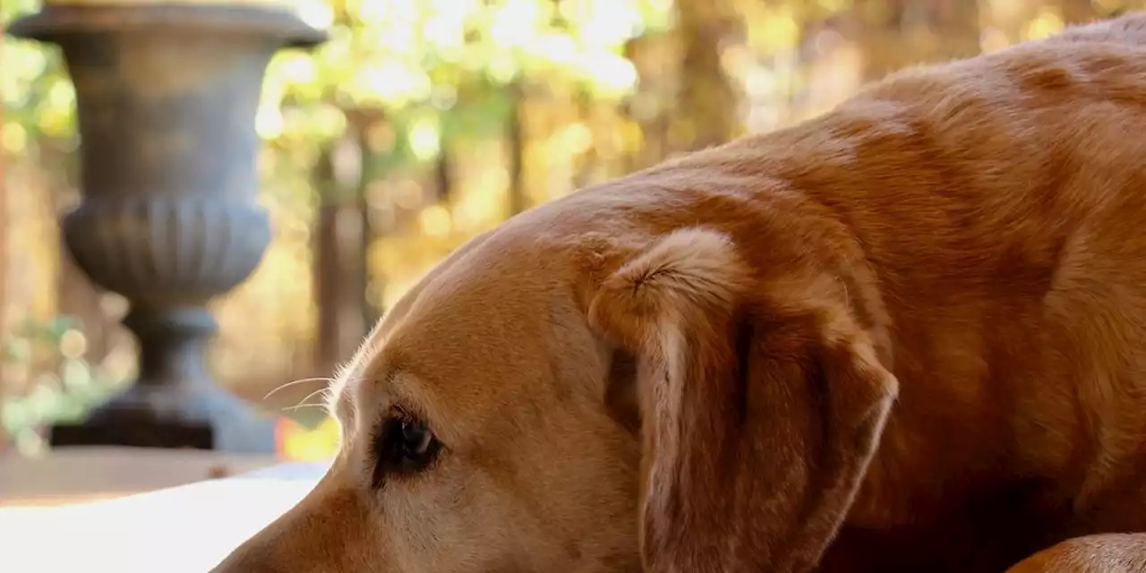 27 Tage vermisst: Hund läuft 64 Kilometer zurück zu Familie - doch die will ihn nicht