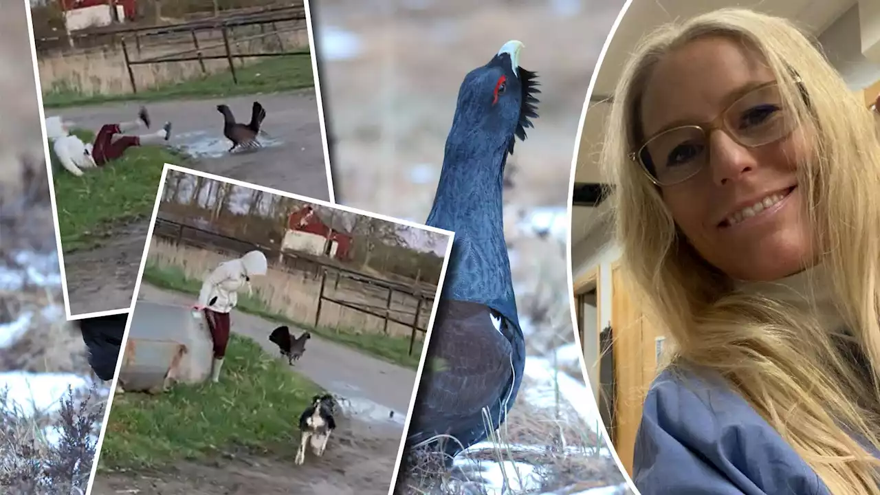 TV. Gina attackerades av en tjäder – hunden Sally ryckte in