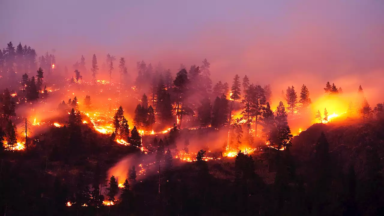 Informe Semanal - ¿Por qué arde el bosque asturiano?