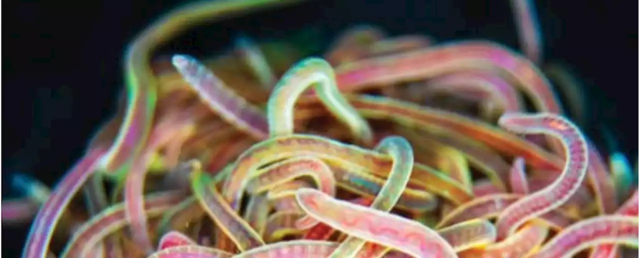 Researchers Figure Out The Bizarre Math Behind 'Ultrafast' Worm Blobs