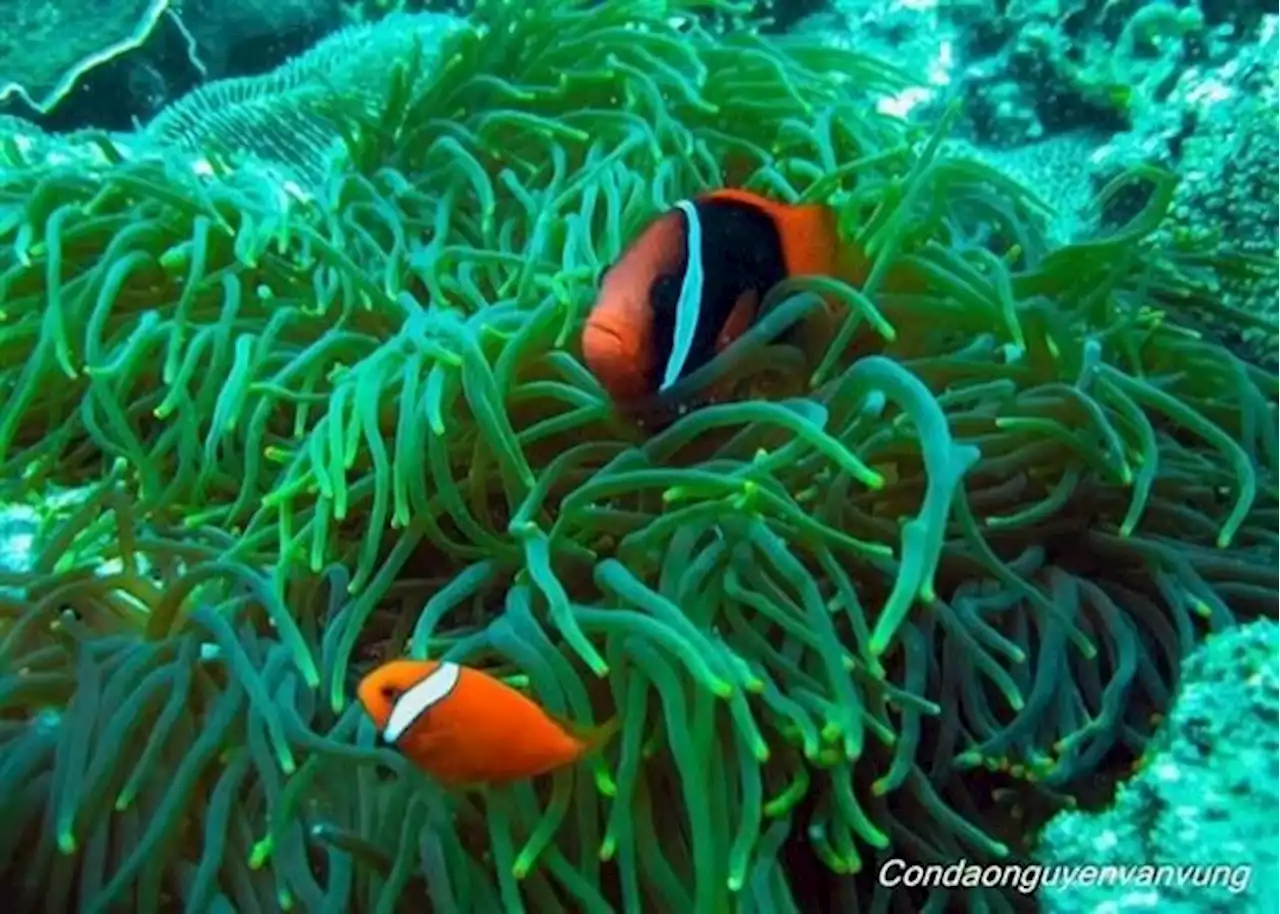 Vietnam's Con Dao National Park recognised as Asean Heritage Park