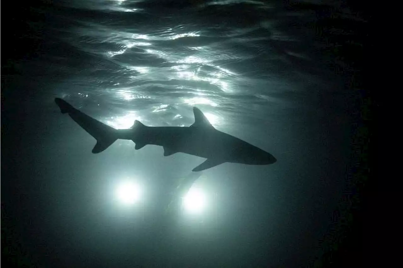 Beaches on Western Australia’s North West Cape shut following shark attacks