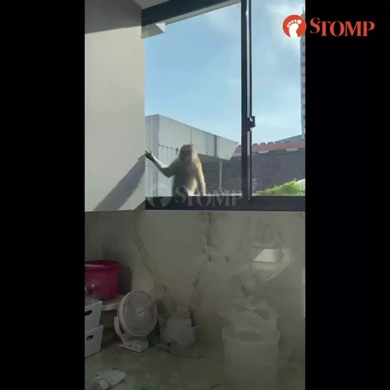 Monkeys raiding Bukit Timah homes for food, one resident tries using stuffed tiger as 'scarecrow'