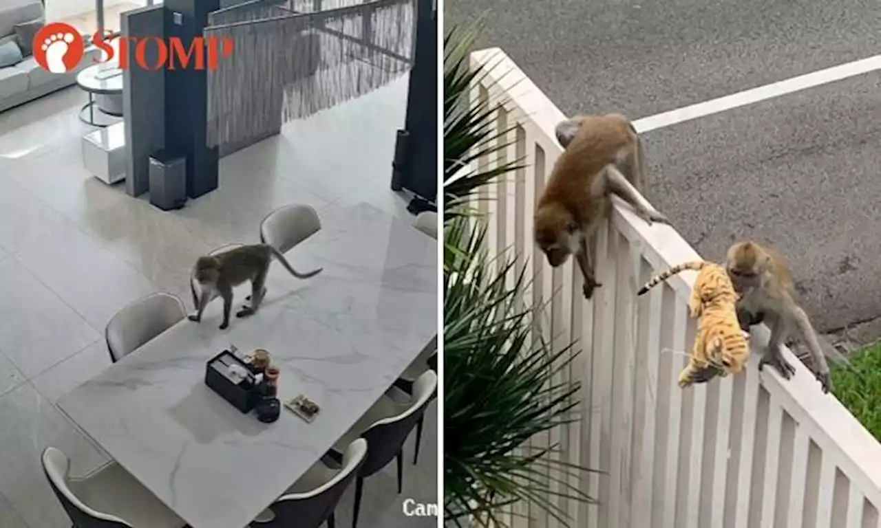 Monkeys raiding Bukit Timah homes for food, one resident tries using stuffed tiger as 'scarecrow'