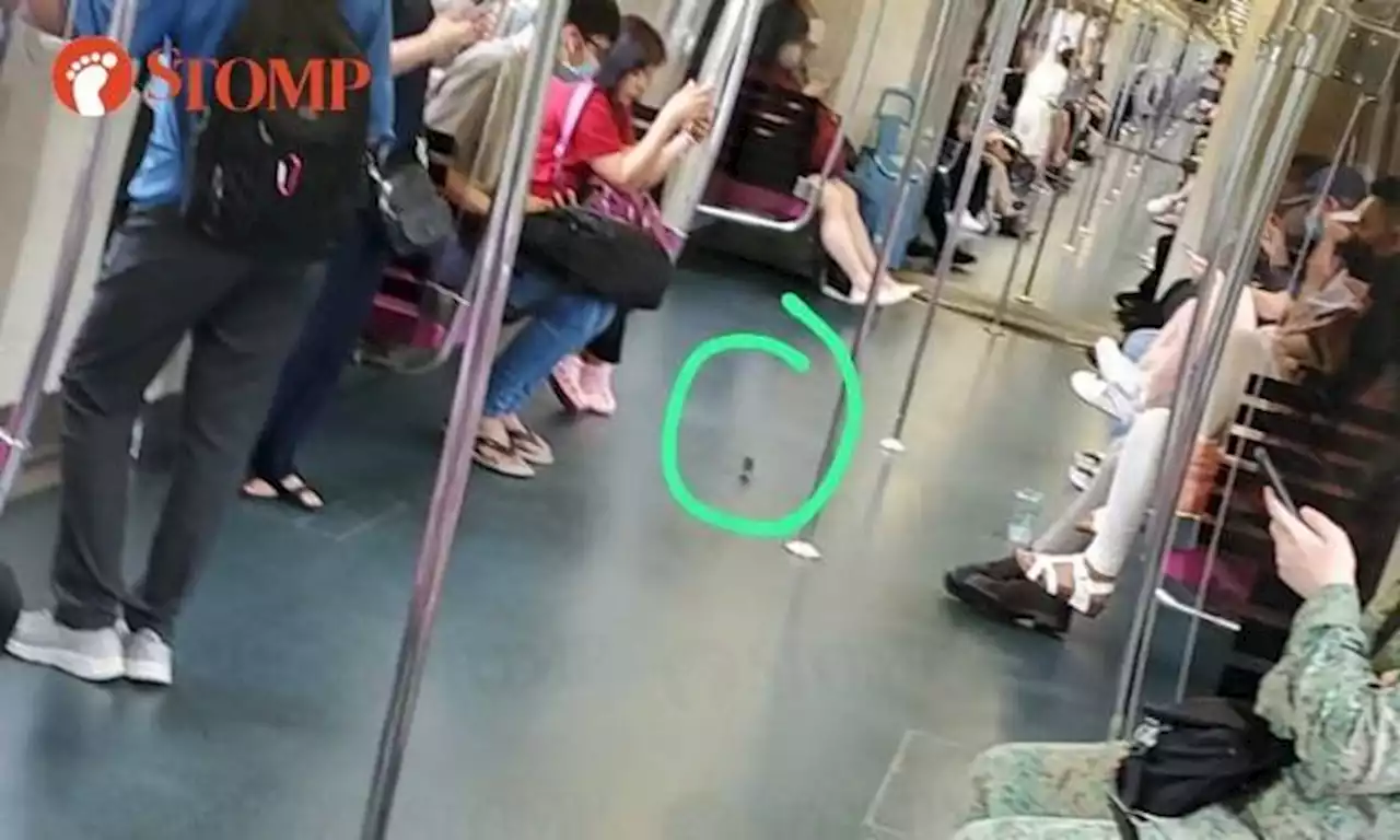 Station staff alerted to rat on MRT but couldn't find it, train withdrawn to depot to remove it