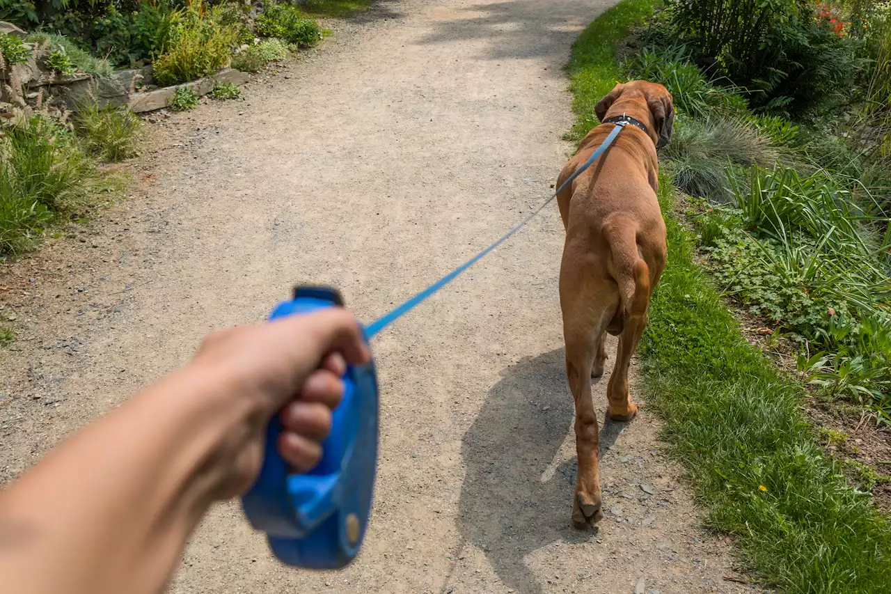 Warning to dog owners over retractable leads after shock rise in brain injuries