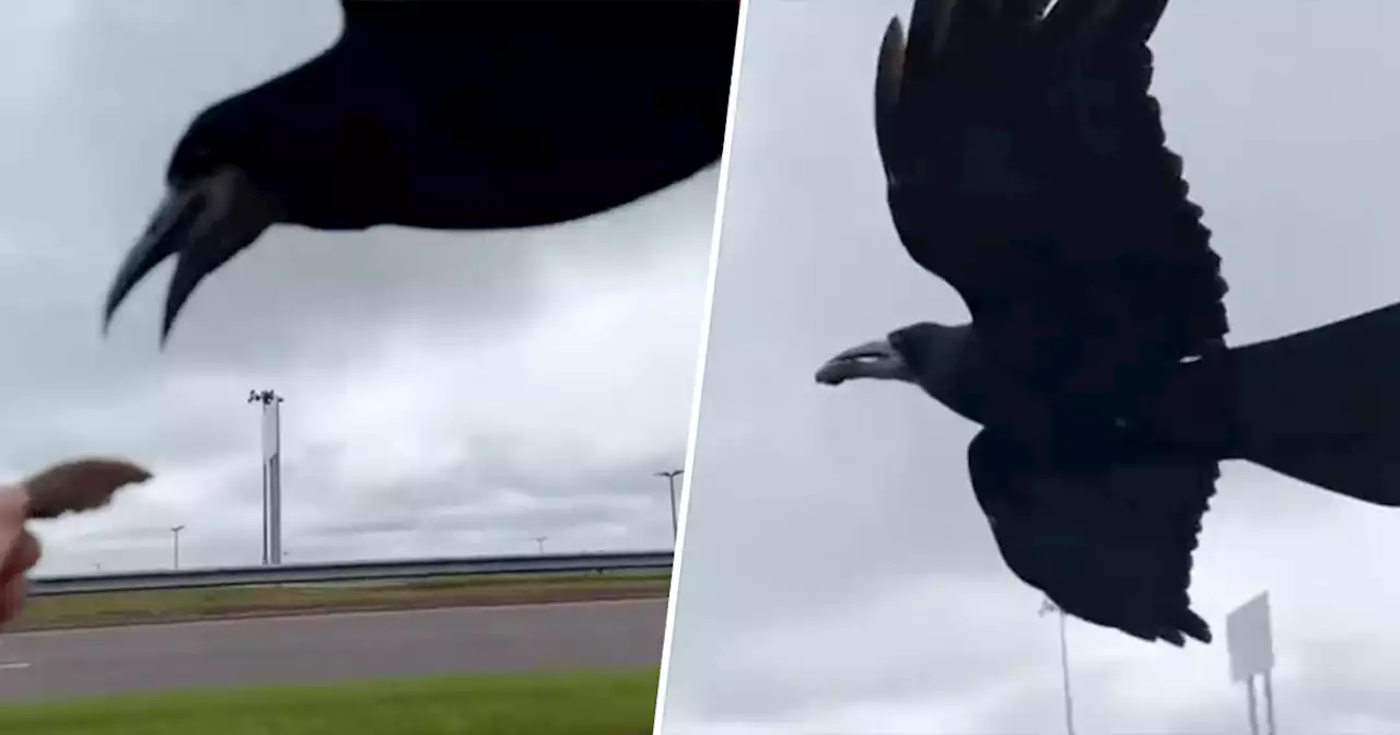 Irish woman feeds her taxi driver's crow 'friend' out of car window in viral video