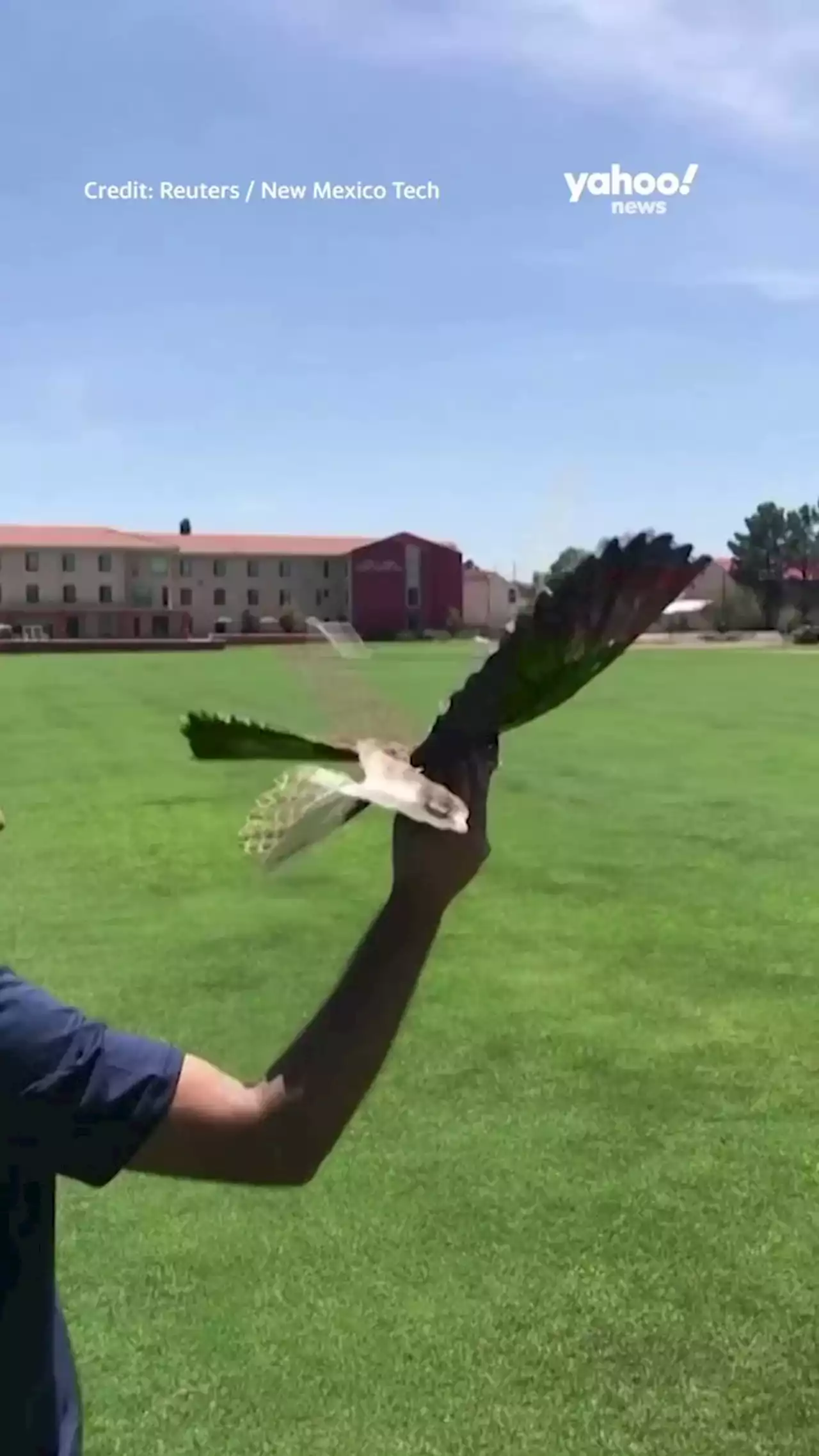 Dead birds get new life: New Mexico researchers develop taxidermy bird drones