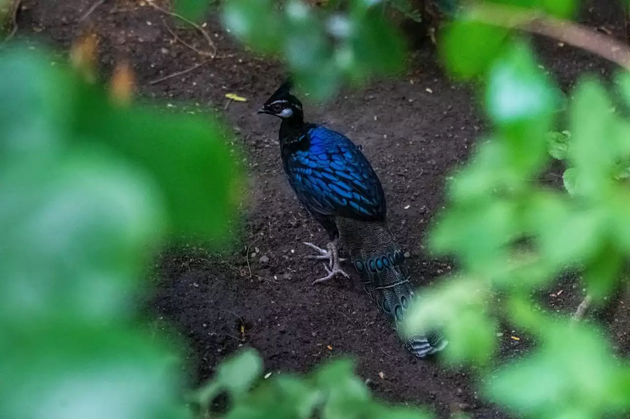 Birds from much-loved Harewood House Bird Garden moved to Tropical World