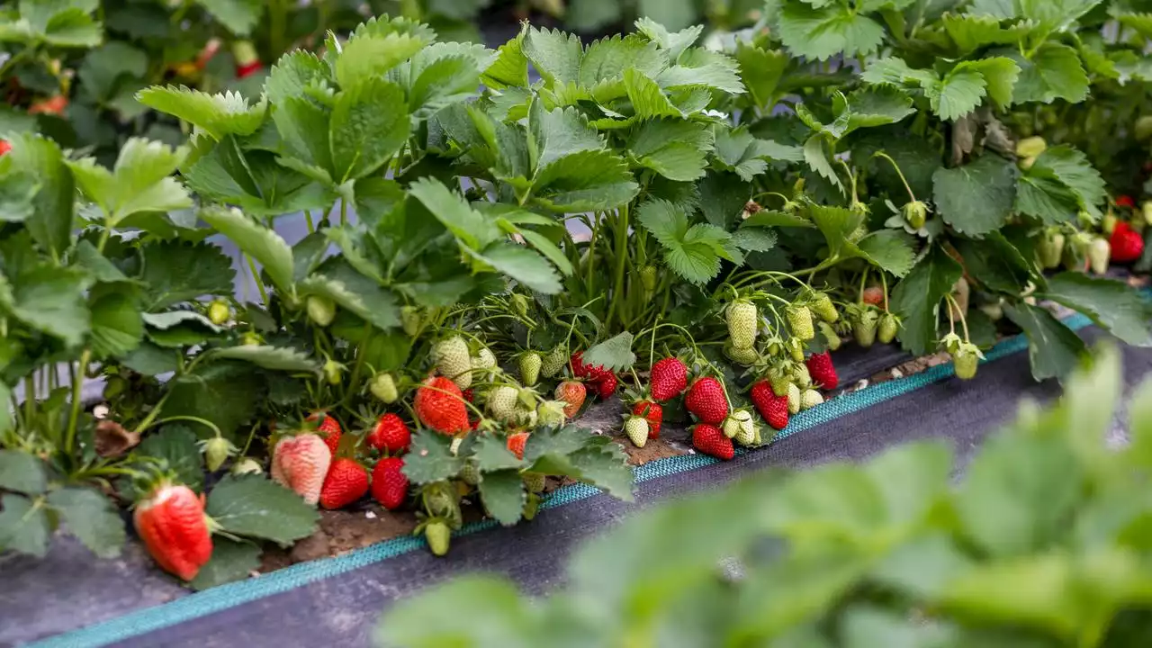 Regionaler Anbau: Welches Obst hat jetzt Saison?