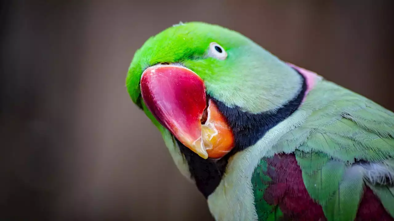 Une sordide affaire de meurtre résolue grâce au témoignage catégorique d'un… animal