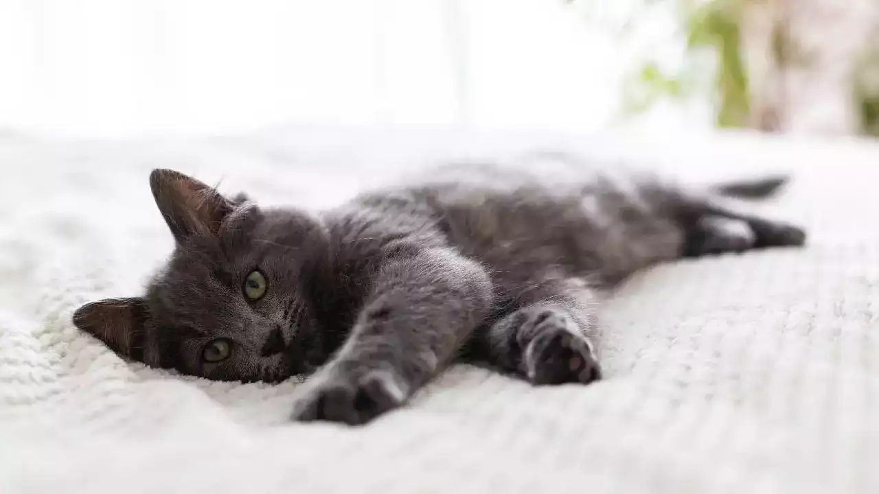 Cat caught on camera climbing into owner's bed for nighttime cuddles