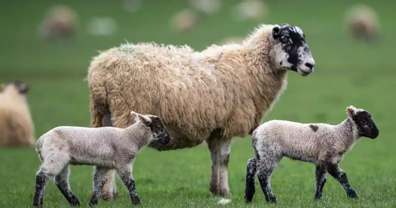 Police investigate as sheep found with its throat ripped out in rural Lancs