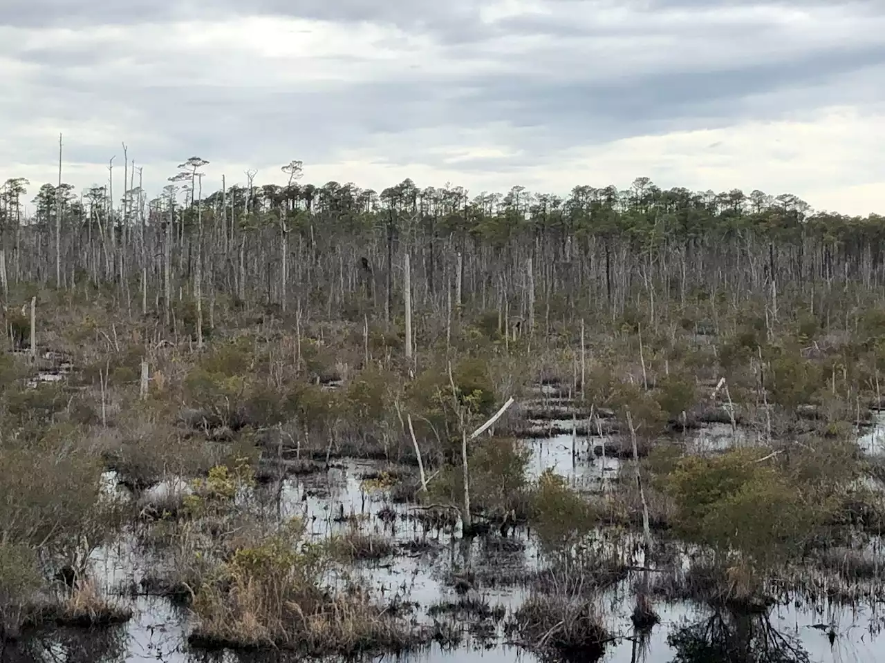 'Ghost forests' are spreading across US coastal regions