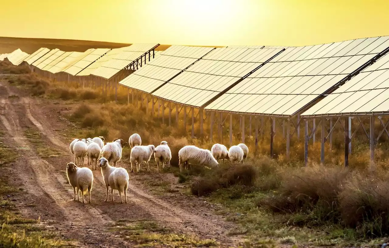 Installer des panneaux solaires dans les champs n’a pas que des avantages