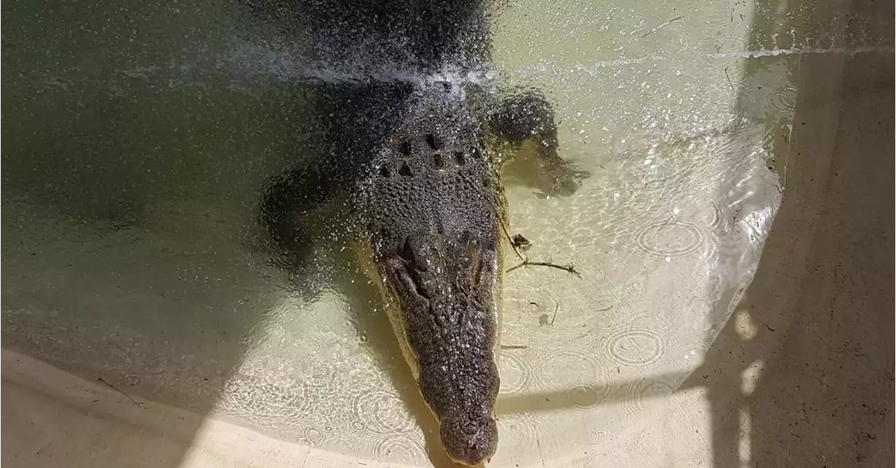 Crocodile attack sparks investigation in Queensland's north