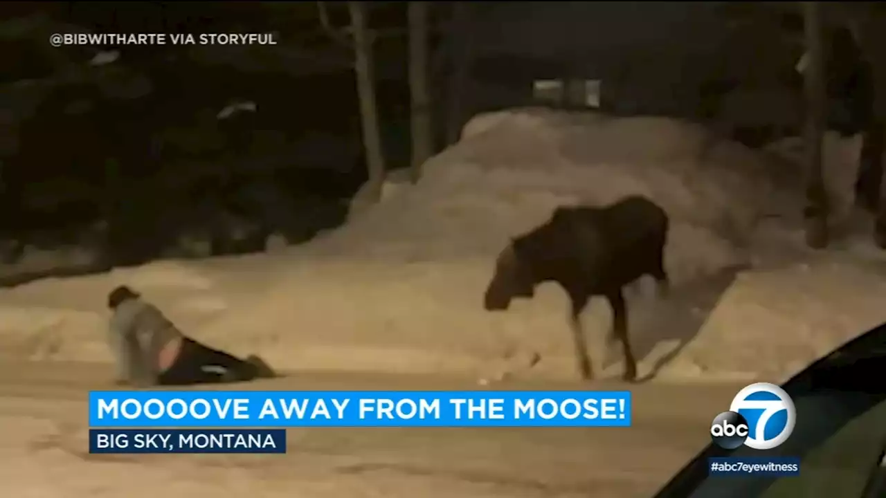 Video shows 2 men teasing wild moose get charged by it; no injuries reported except 'bruised egos'