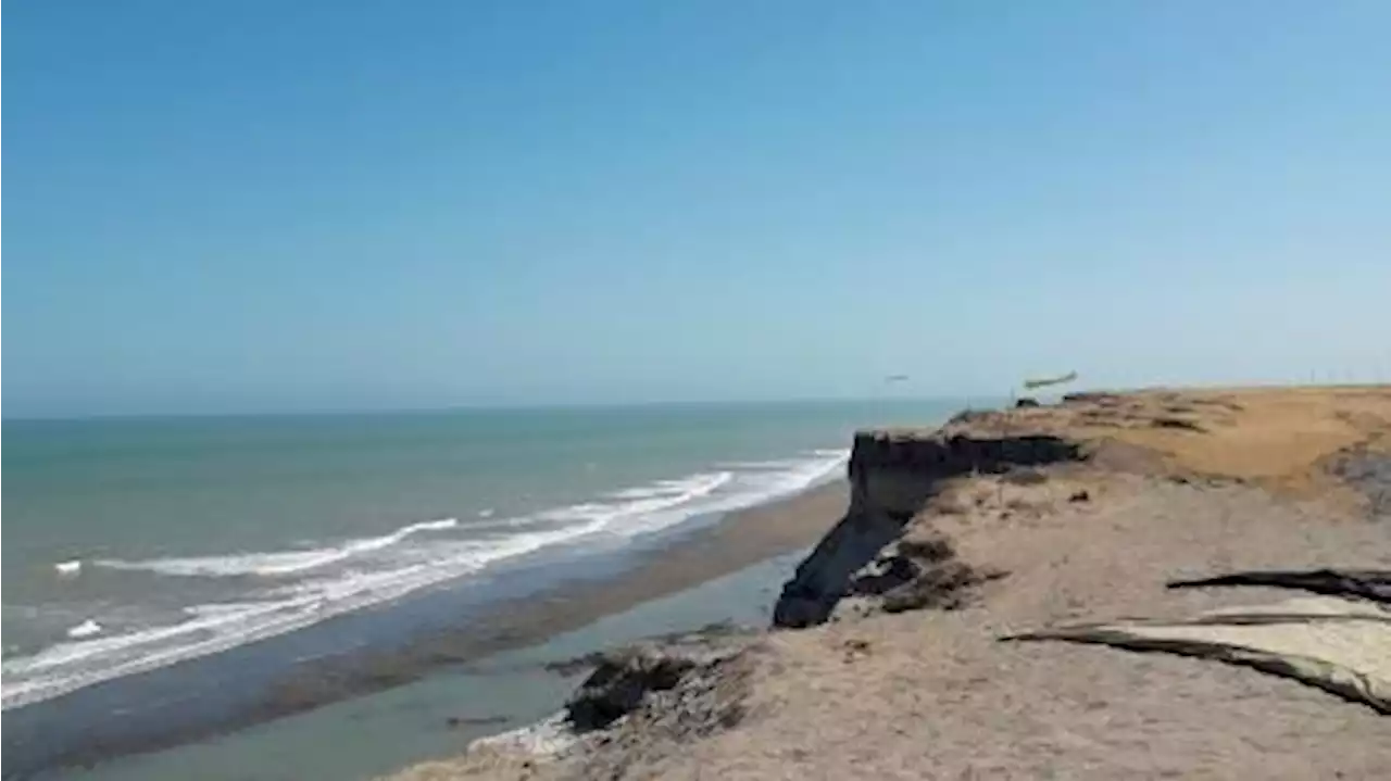 Rescataron a unos 300 delfines que estaban varados en el Golfo San Matías