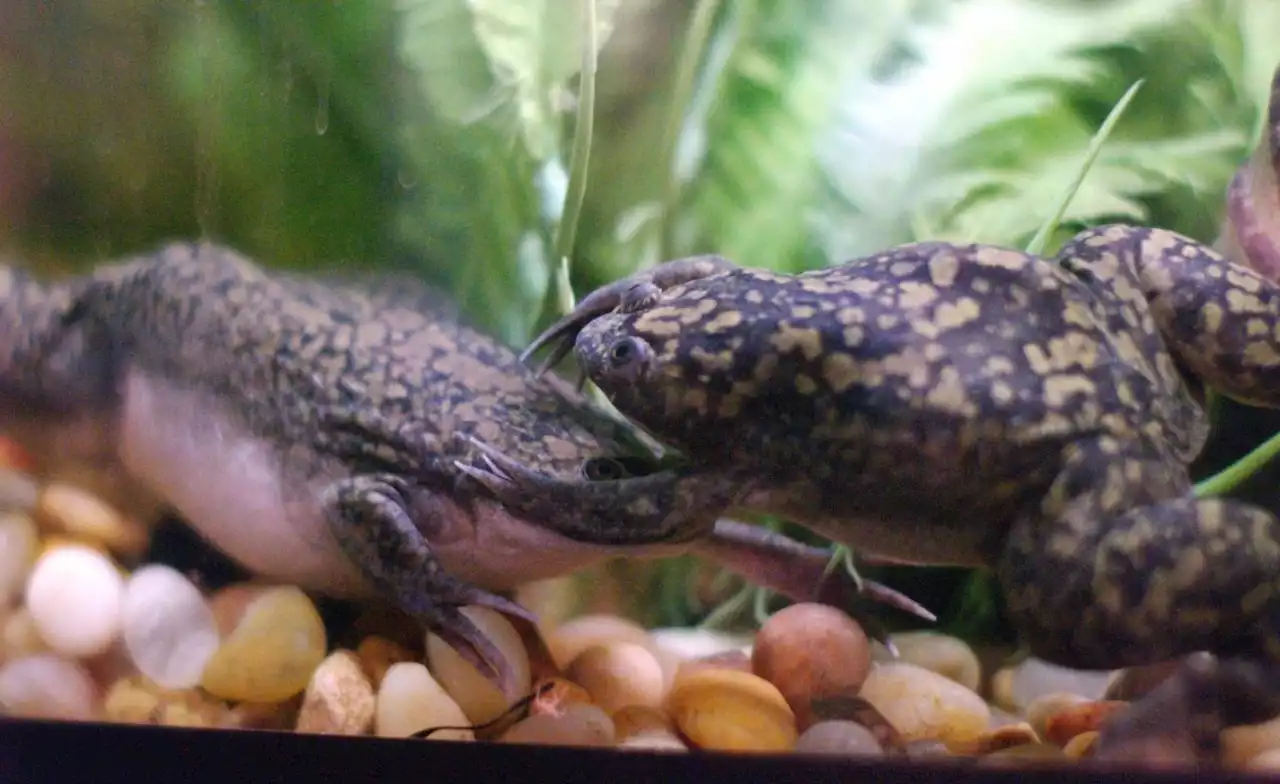 Rwanda: Study Shows Rwanda at Risk of Losing Unique Amphibians