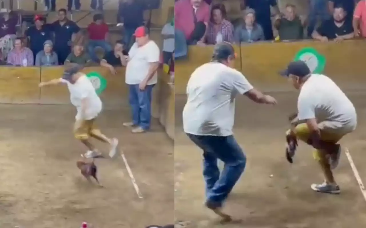 Gallo de pelea ataca a su dueño en palenque de Colima | Video