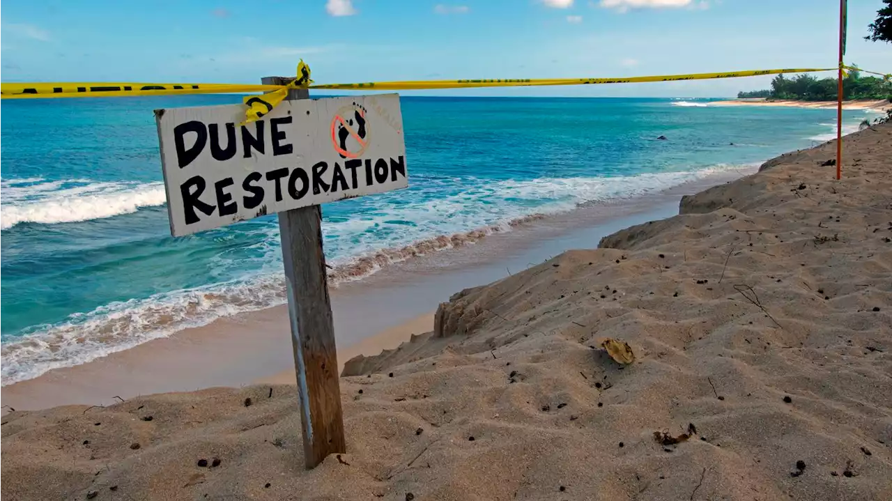 Hawaii tourists may soon have to pay a fee to help protect the islands