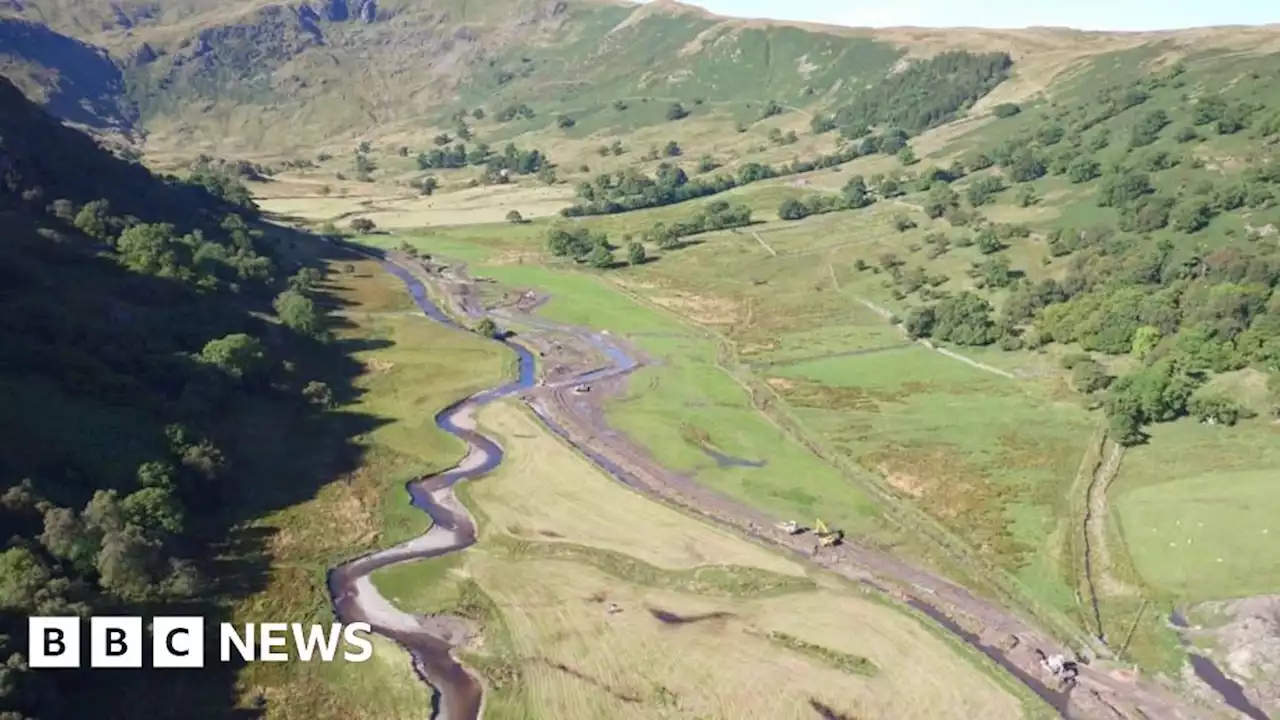 Salmon breeding after straightened Cumbria stream rewiggled