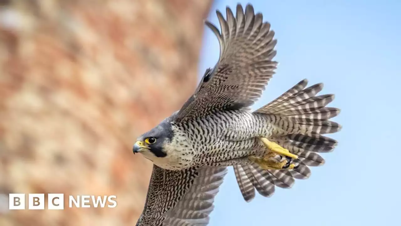 St Albans: Live stream of peregrine flacon nest at cathedral launched