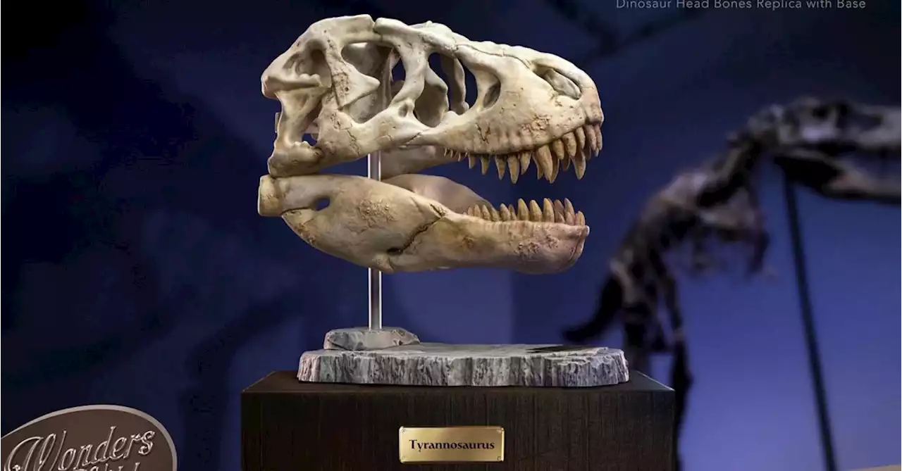 Star Ace Toys Dinosaur Skulls Debut for Wonders of the Wild Series