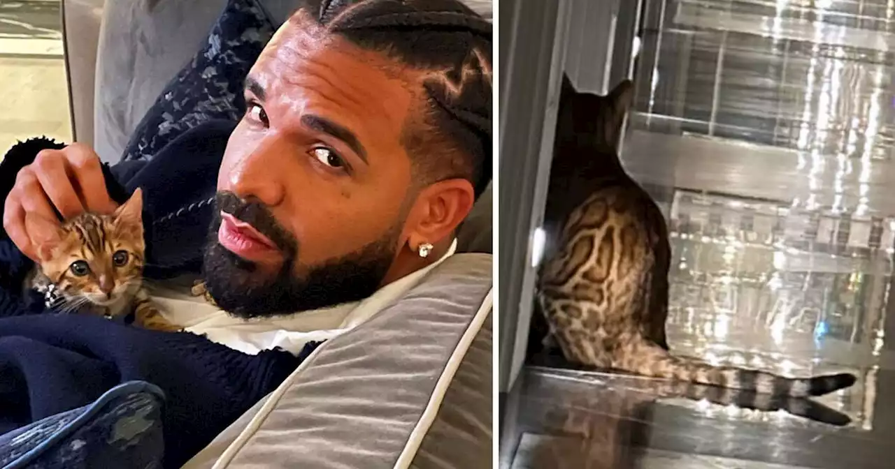 Drake seems to have just revealed that he adopted a cute cat