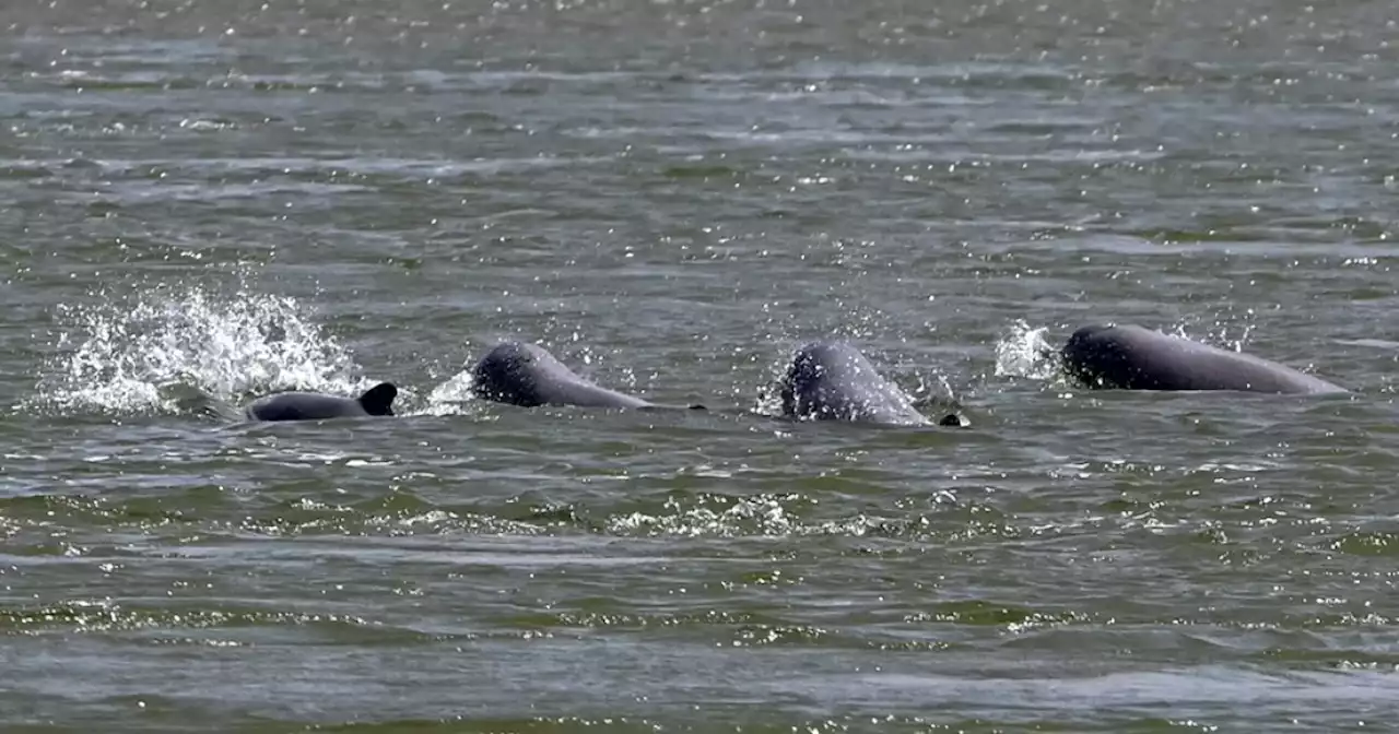 Más de 40 delfines quedaron varados en la costa este de Japón