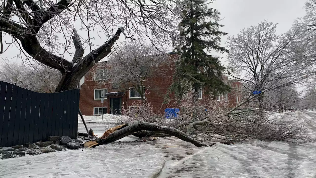 Ottawa man struck by tree weighed down by ice in Hintonburg