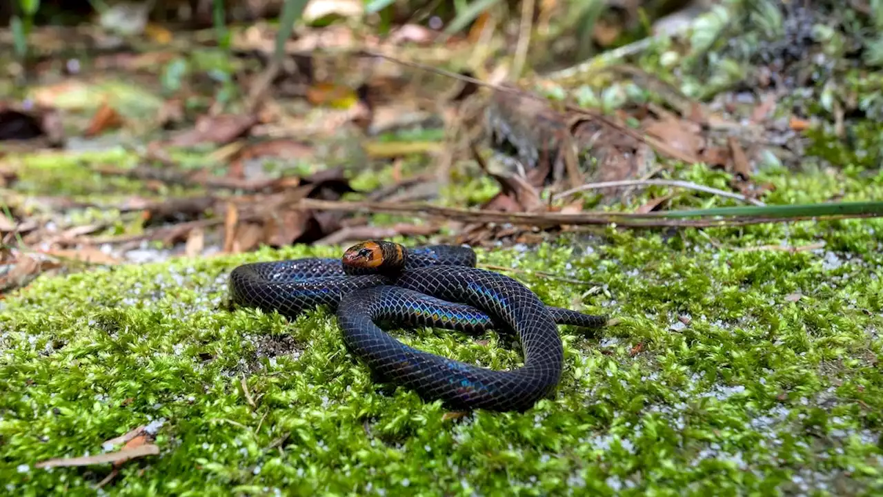 Scientists Found a Snake that Cartwheels Away From Danger