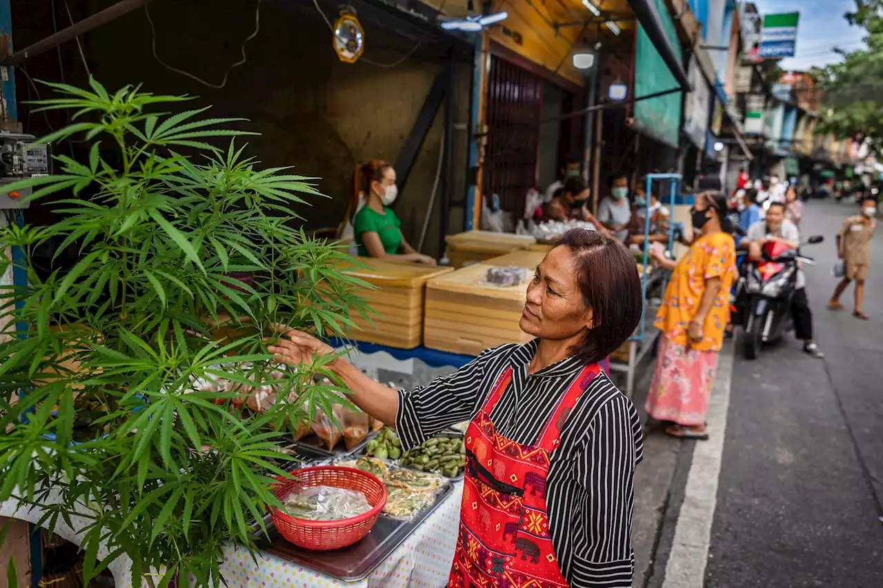 Så lockar Thailand tillbaka turisterna – med cannabis